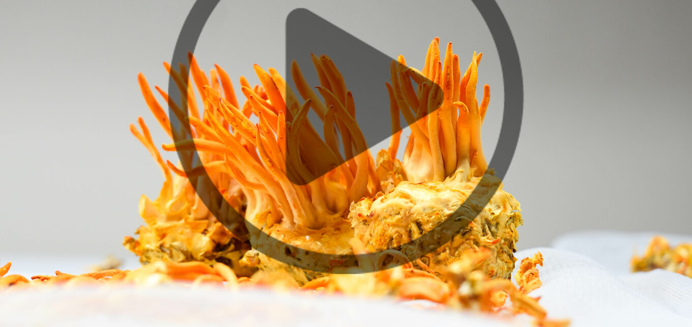 What are Cordyceps Mushrooms? – Mother Earth News - Vimarsana News